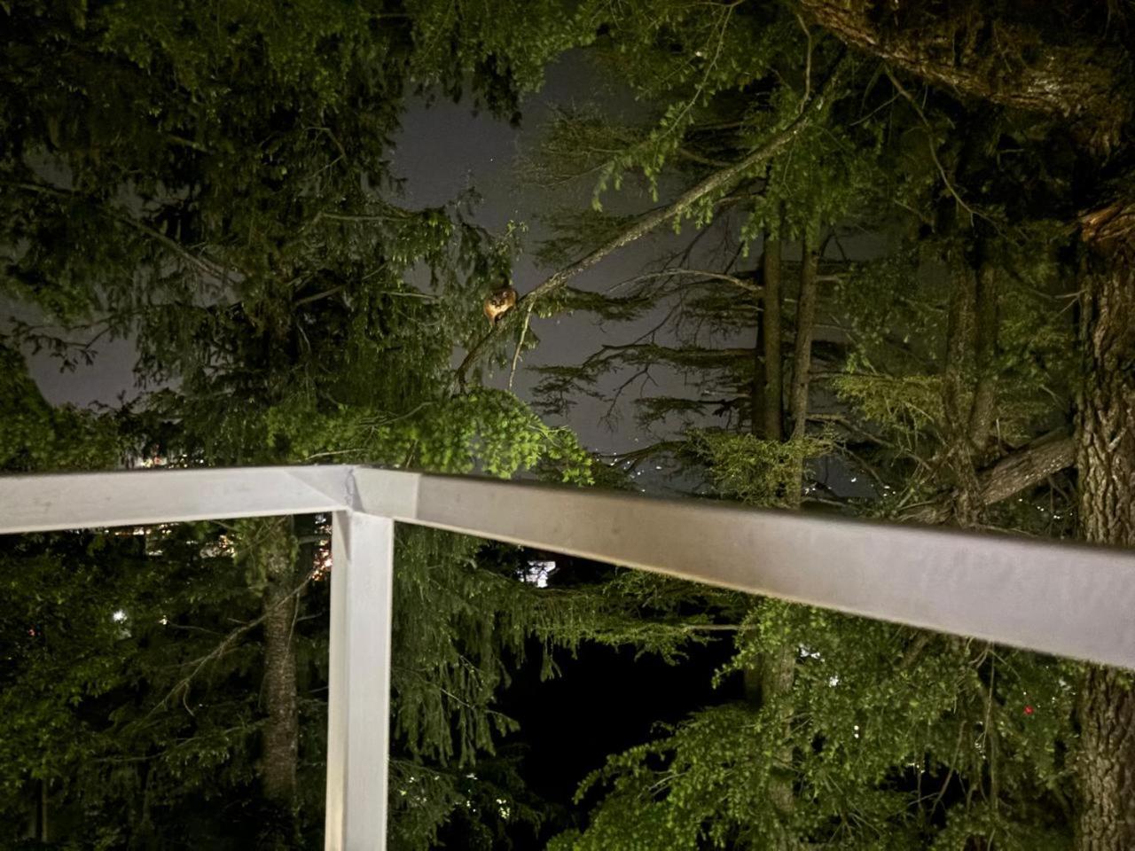 Hotel Jakhu Heights Šimla Exteriér fotografie
